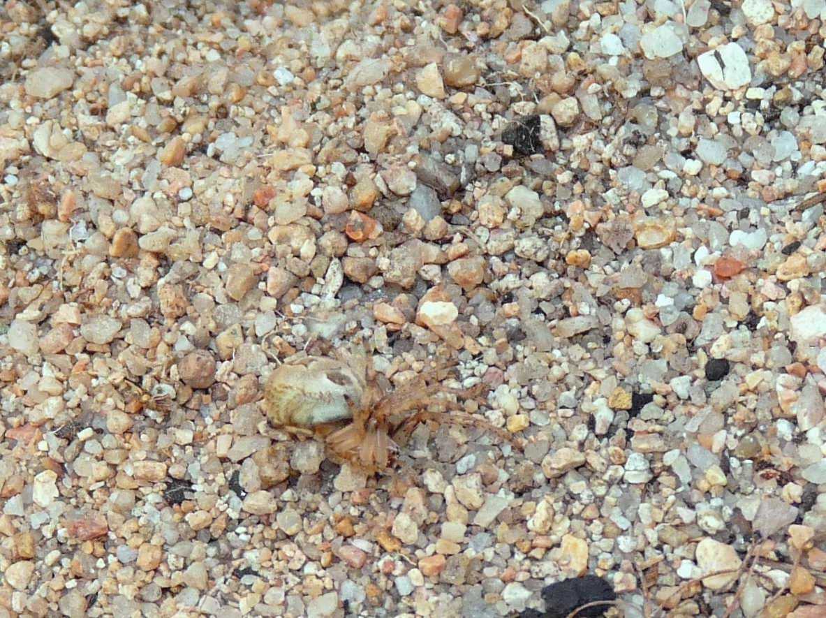 Pompilide con Larinioides sp.